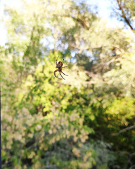 An arachnid sits in its lair. Nature