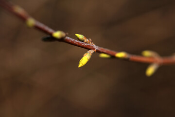 Blooming magnolia flowers in the blue sky