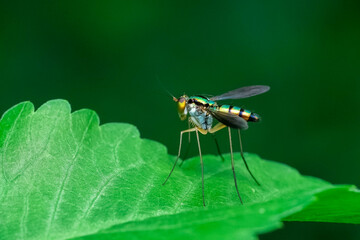 macro of a dragonfly