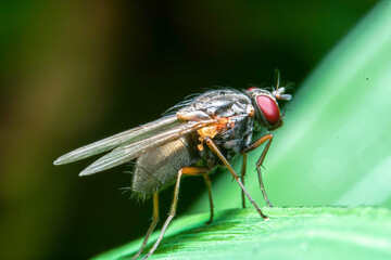 close up of a fly