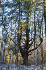 Sosna wejmutka (pinus strobus) © FotoArt MP