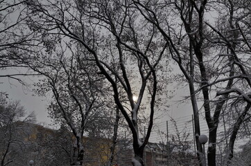 The tops of the trees in winter, covered with snow and penetrating sunlight, Sofia, Bulgaria    
