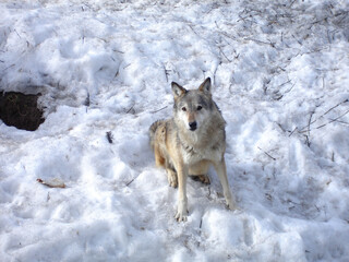 Obraz premium Gray wolf resting on a winter day. Wild animal