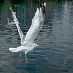 Fototapeta na wymiar Seagull flies with open wings
