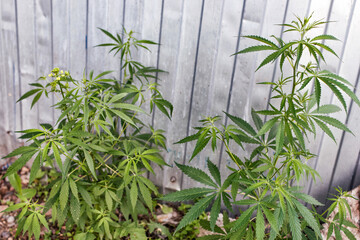 Stalks of cannabis plant in summer.