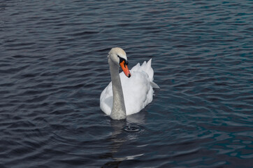 Naklejka premium swan on the lake