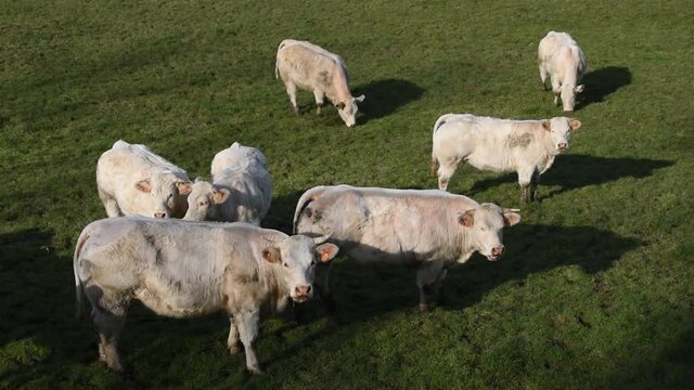 Herd of Charolais cows in a field