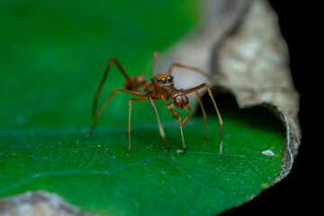 ant on leaf