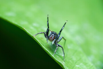 spider on leaf