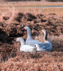 gorgeous white wild geese in freedom