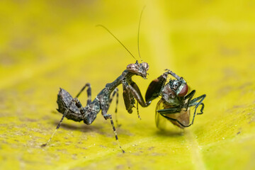 spider on a leaf