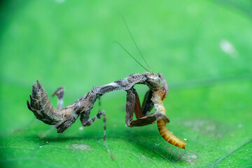 praying mantis on leaf