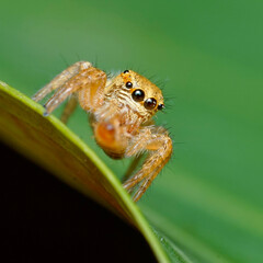 spider on a leaf