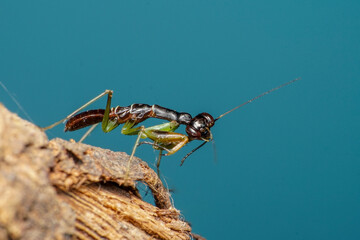ant on the ground