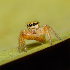 spider on the web