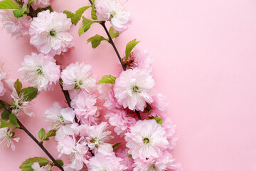 springtime. mockup of a spring postcard. blooming branch of pink sakura on pink background and space for text 