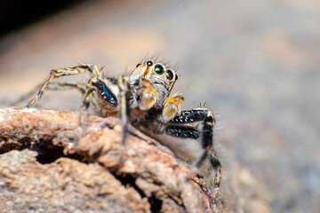 spider on the ground
