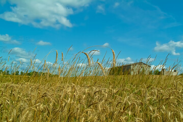 wheat field close-up against the blue sky