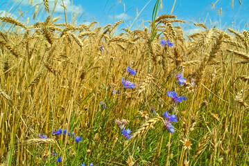 Obraz premium wheat field and cornflowers against the blue sky