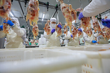 The workers are busy in a modern broiler processing factory on the production line of broiler...