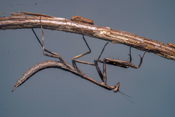 mantis