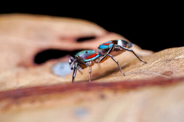 mosquito on the hand