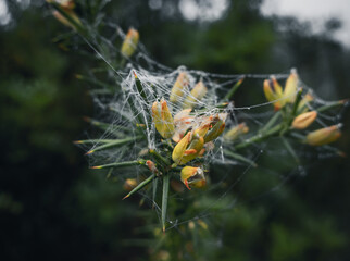 Spider web woven between some dry branches, slightly dampened by dew and fog, in a Mediterranean forest, on a winter day and with a mysterious atmosphere.