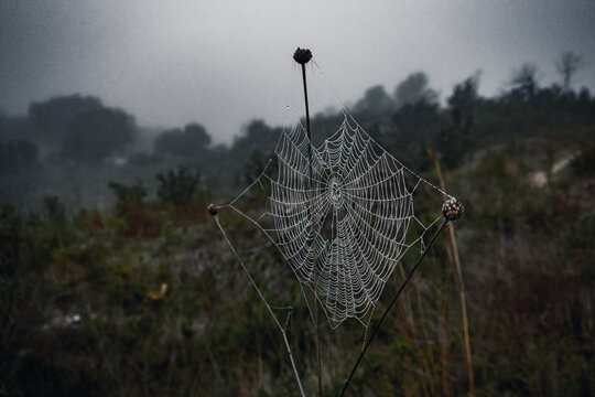 Spider web woven between some dry branches, slightly dampened by dew and fog, in a Mediterranean forest, on a winter day and with a mysterious atmosphere.