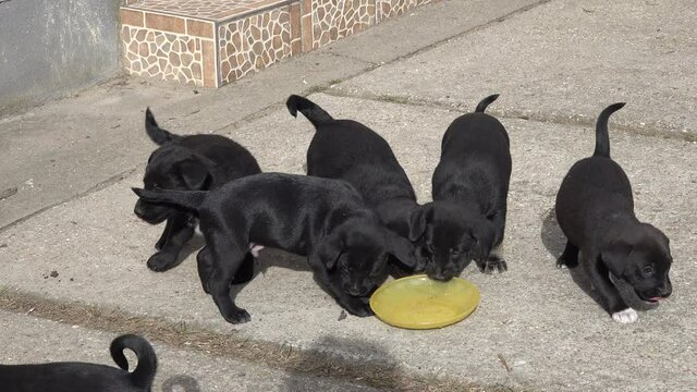 Group of black puppies eating together int the yard, from a plate, the puppies are hungry, running, wagging their tails 