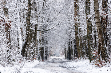 Snowy silent forest II