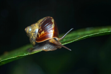 snail on a leaf