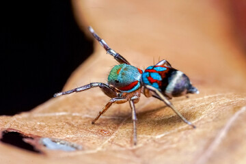 close up of a bug