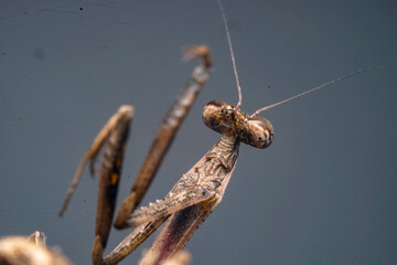 grasshopper on a branch