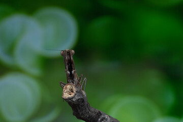 dragonfly on a leaf