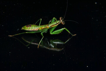 green praying mantis