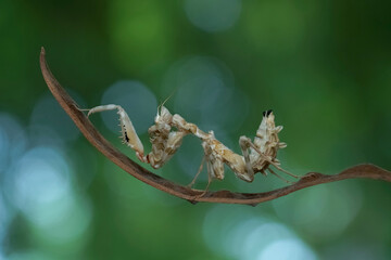 praying mantis on leaf