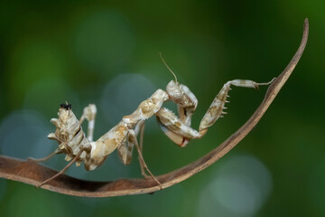 praying mantis on leaf
