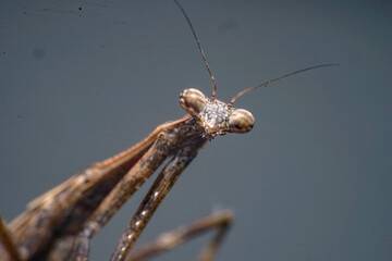 a praying mantis