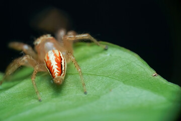 spider on a leaf