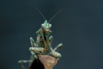 praying mantis on a leaf