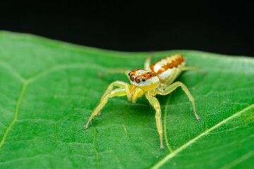 macro of a spider