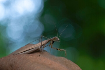 dragonfly on a leaf