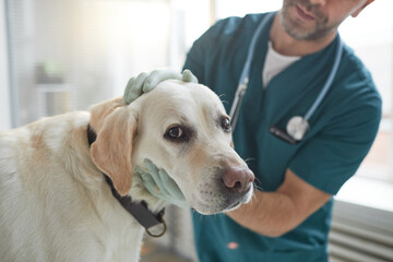 Portrait of big white dog looking at camera during examination at vet clinic, copy space