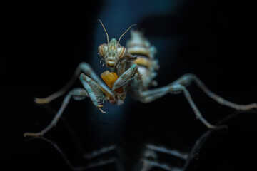 praying mantis on black background