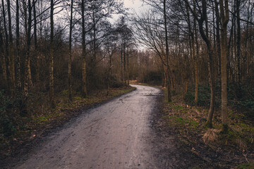 Obraz premium walk around national forest in england, city moira ,hicks lodge