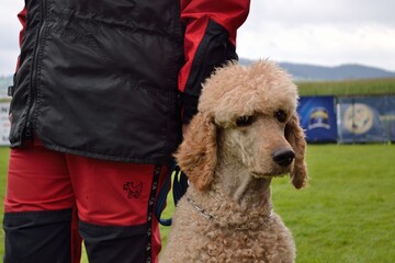 Poodle Sitting On Leash Next To Dog Owners