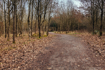 walk around national forest in england, city moira ,hicks lodge