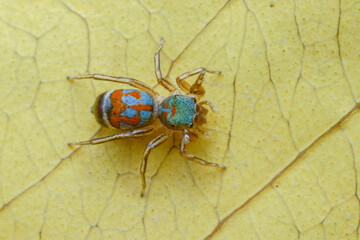 bug on a leaf