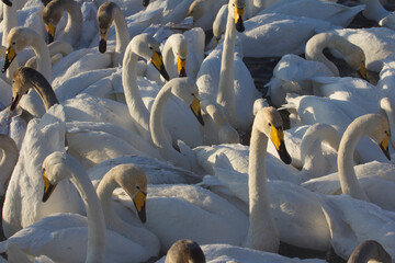 Obraz premium Flock of swans on the lake waiting for the food