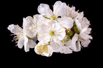 Apple tree blossom isolated on black background, close up. White delicate spring flowers.